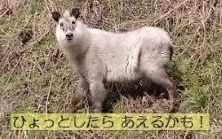 かもしか